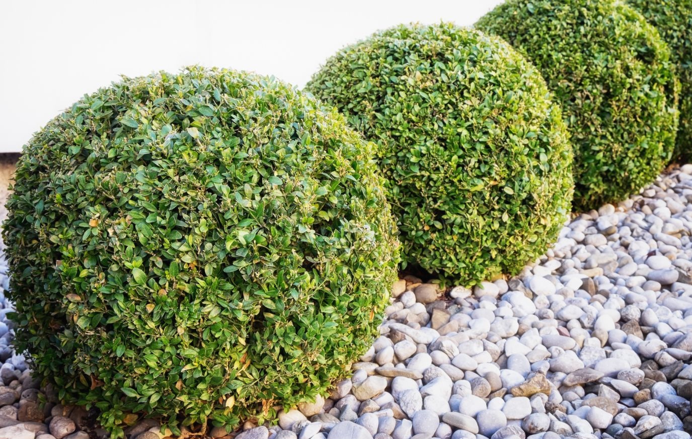 Landscaping for Fire Safety: Creating a Defensible Space